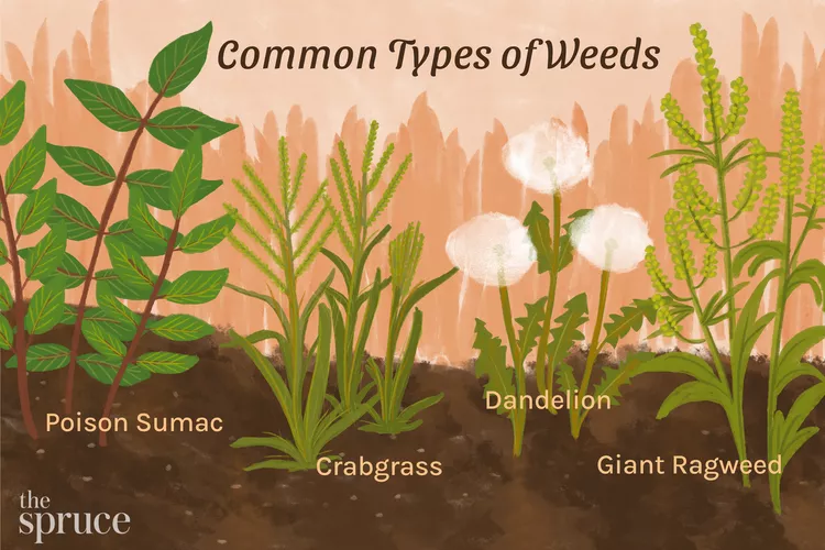 Weed Science Image