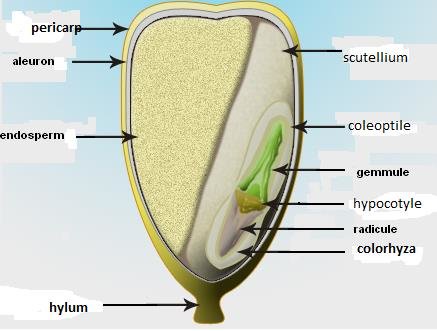 Seed Science and Technology Image